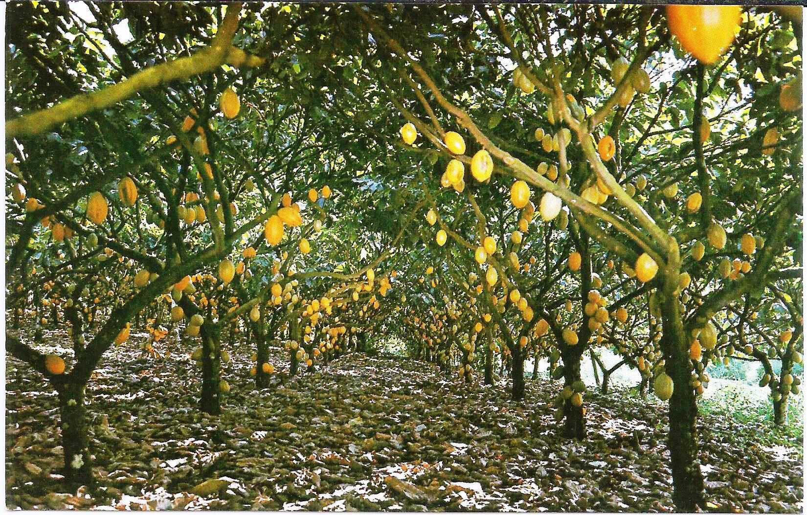 Cartão postal frente 5.22.jpg